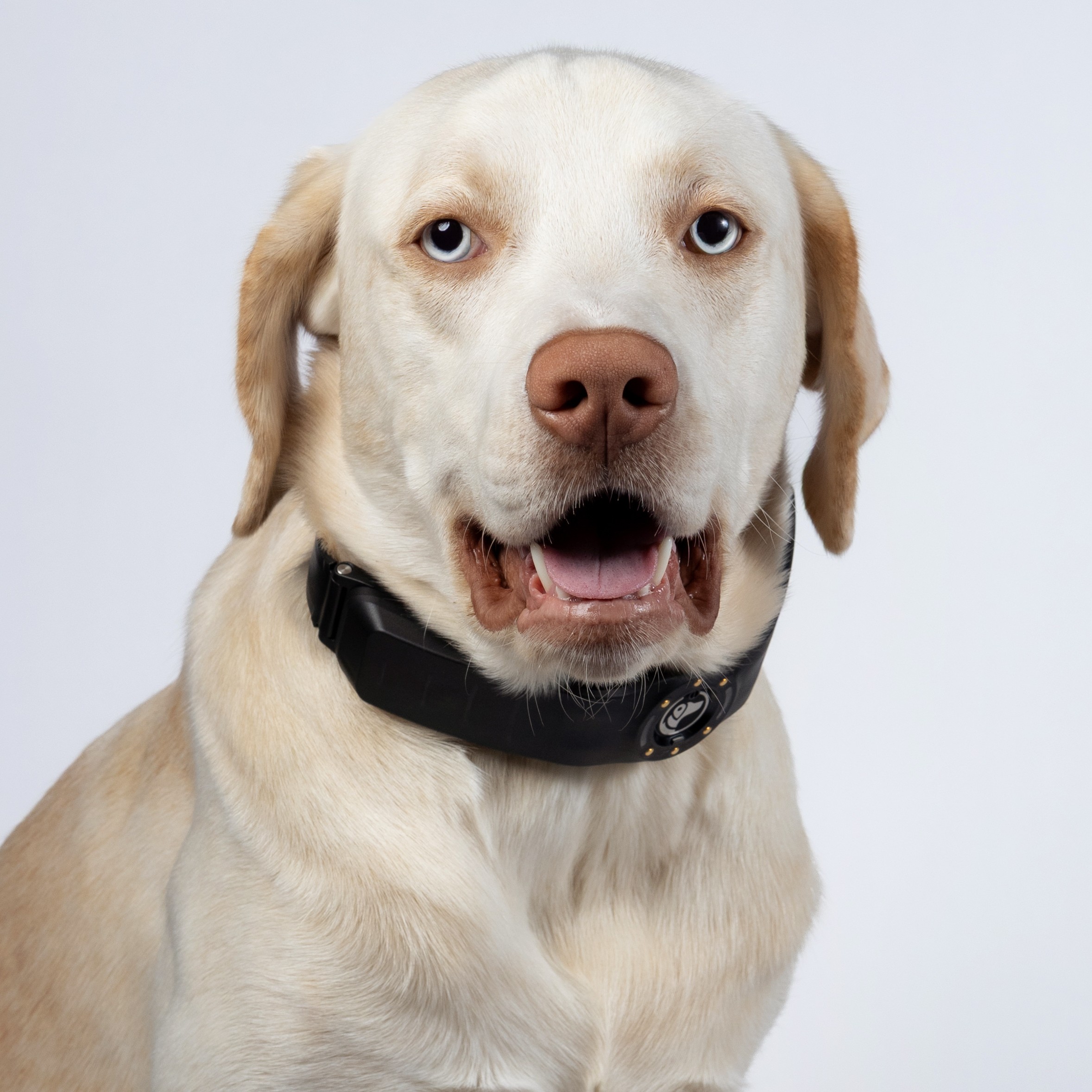 SpotOn GPS Fence Collar